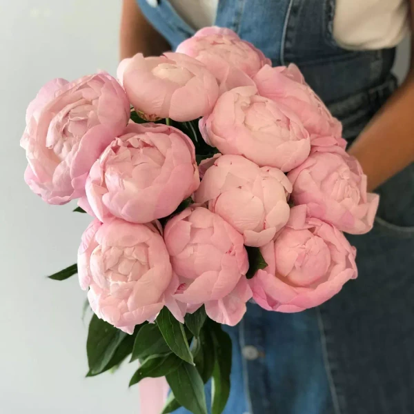 11 голландских пионов с лентой